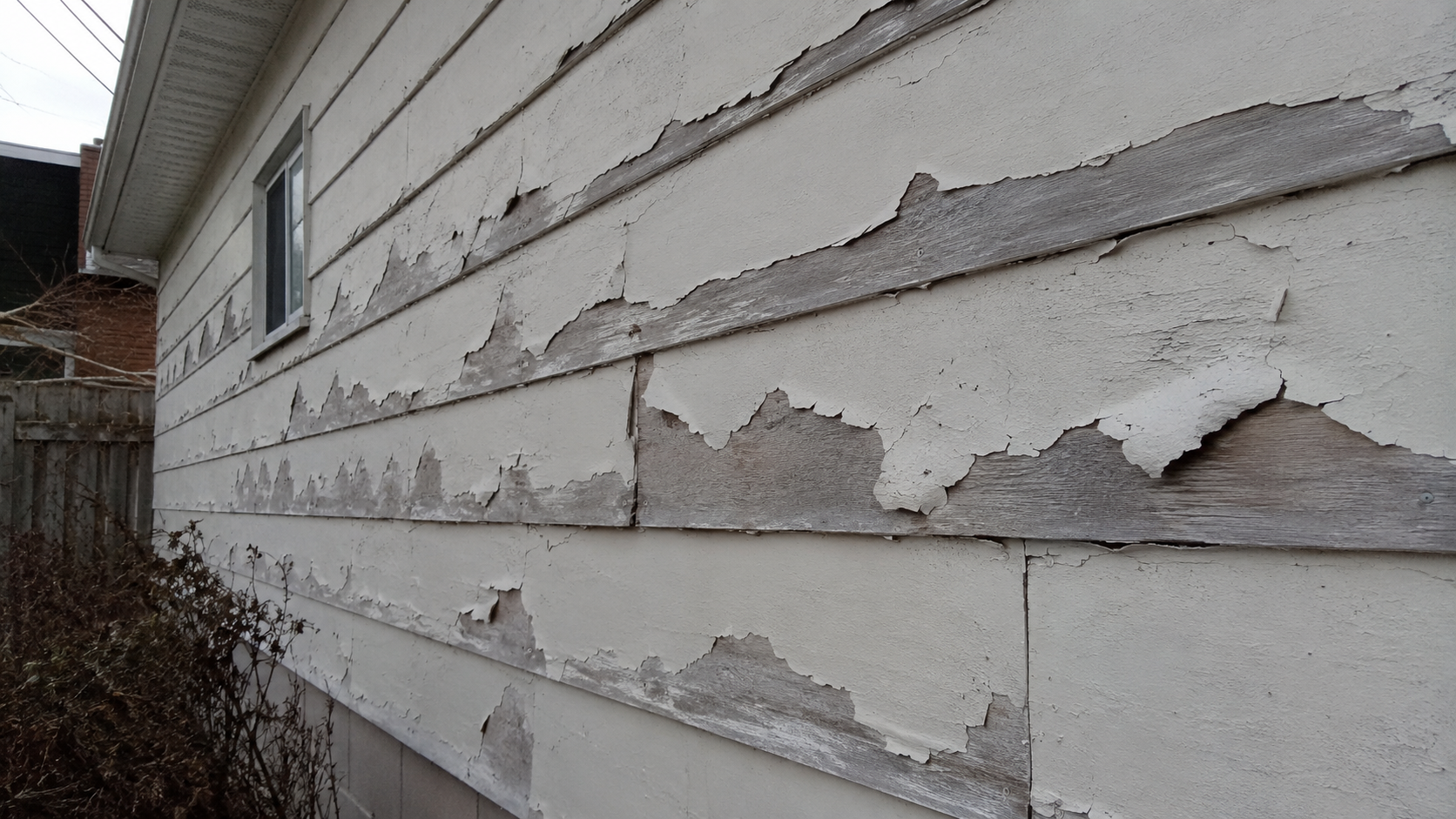 Close-up of exterior paint peeling away from wood siding in large sheets, exposing weathered grey wood underneath